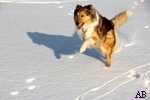 Tiere